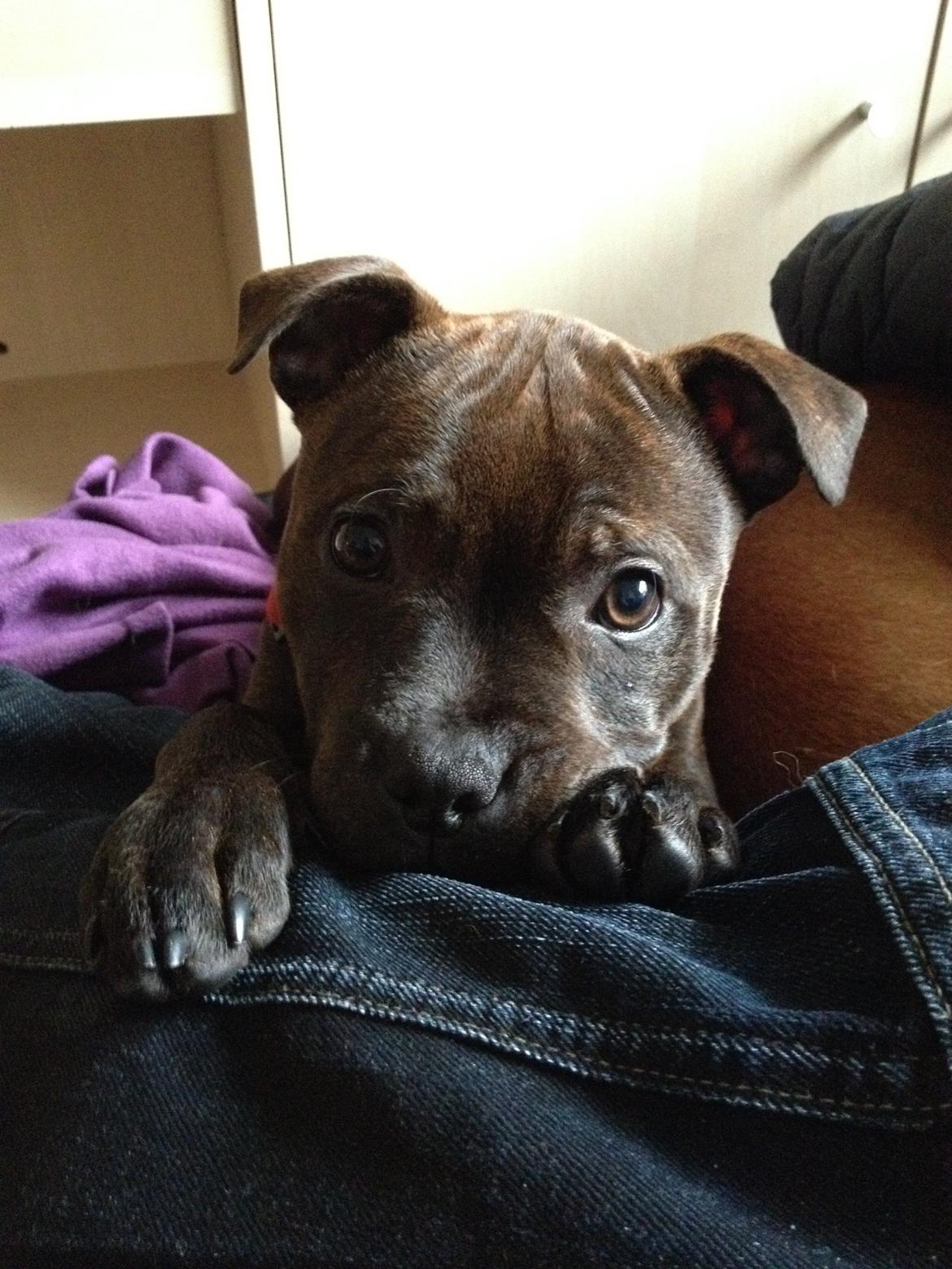 Staffordshire bull terrier Oijo - <3 billede 22