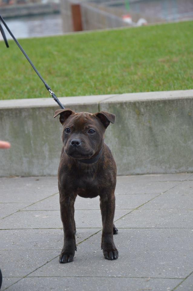 Staffordshire bull terrier Oijo billede 20