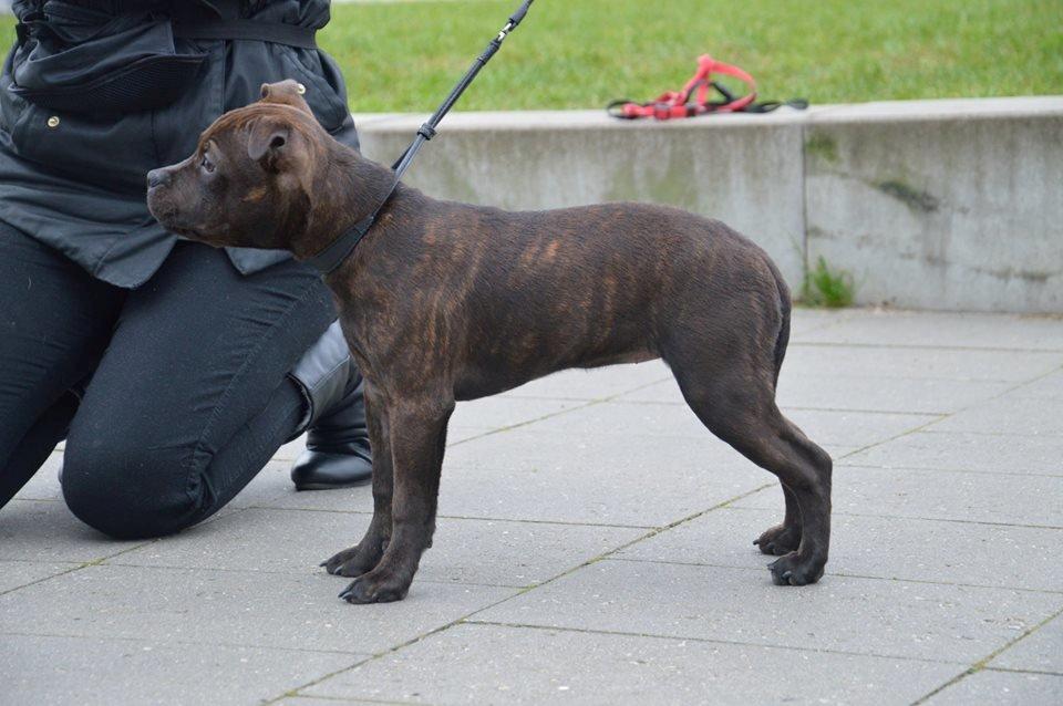 Staffordshire bull terrier Oijo - Jeg ringtræner 5 mrd gammel billede 19