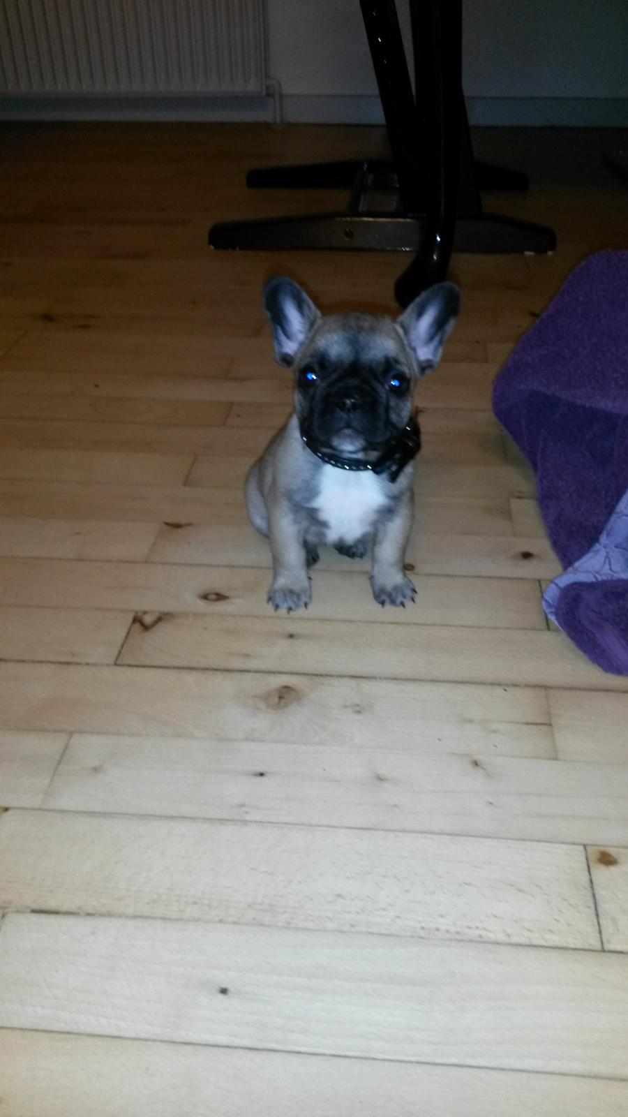 Fransk bulldog kika billede 1