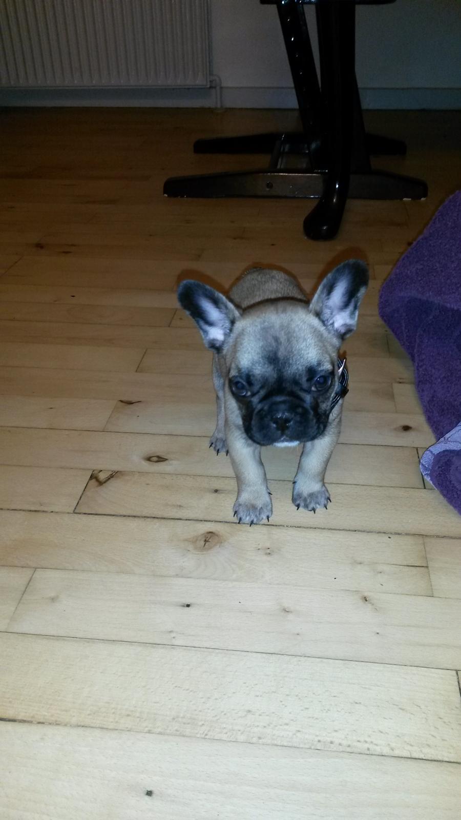 Fransk bulldog kika billede 2