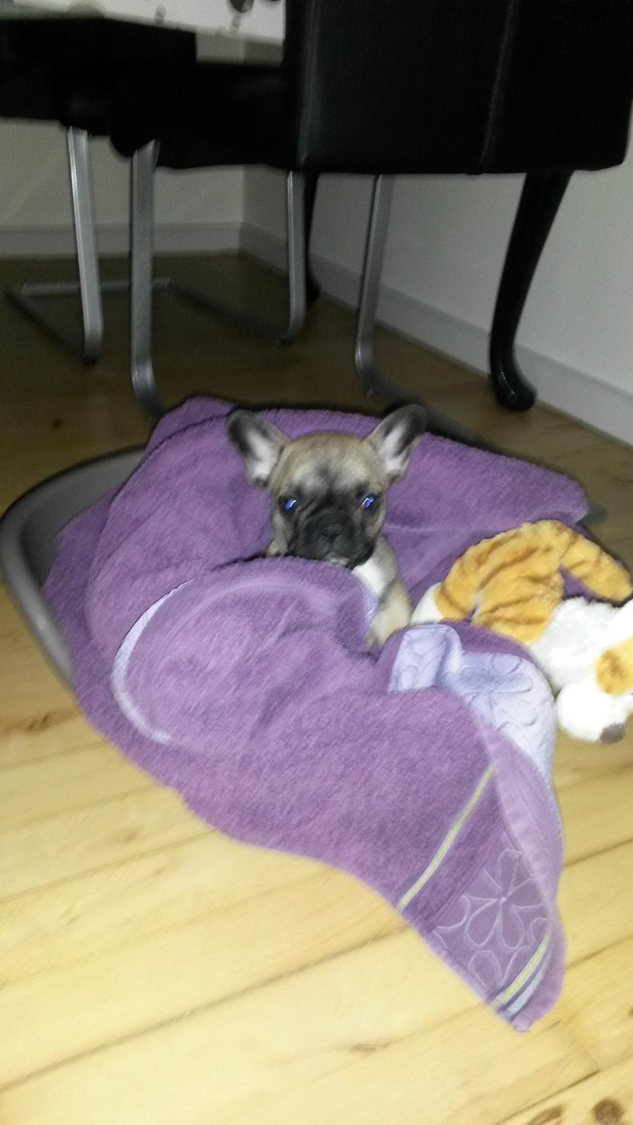 Fransk bulldog kika billede 3