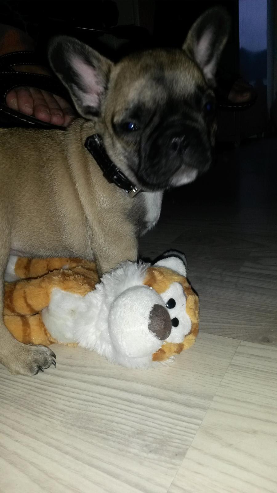 Fransk bulldog kika billede 4