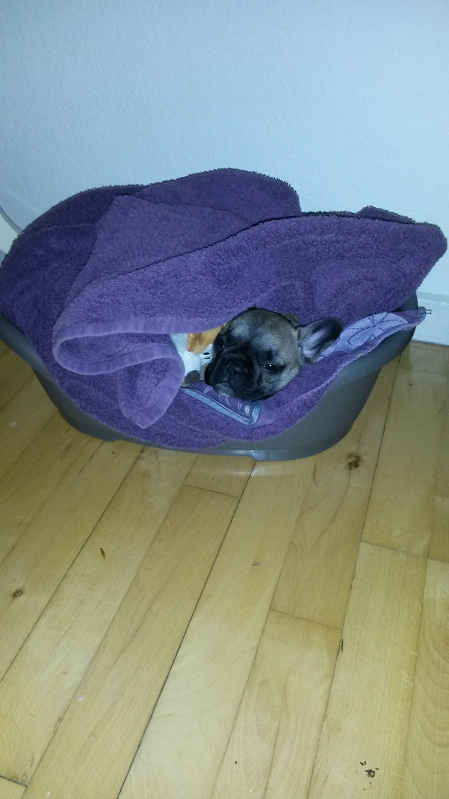 Fransk bulldog kika billede 5