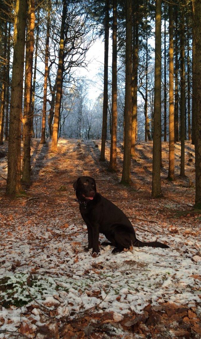 Labrador retriever Alba (R.I.P. 9/9-2016) billede 8