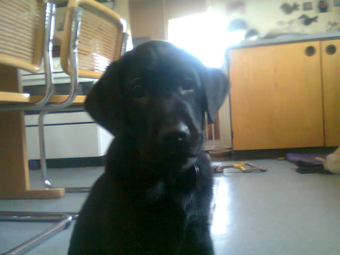 Blanding af racer Niño billede 6