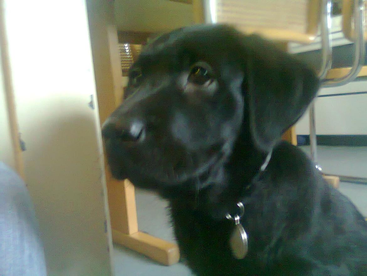 Blanding af racer Niño billede 8