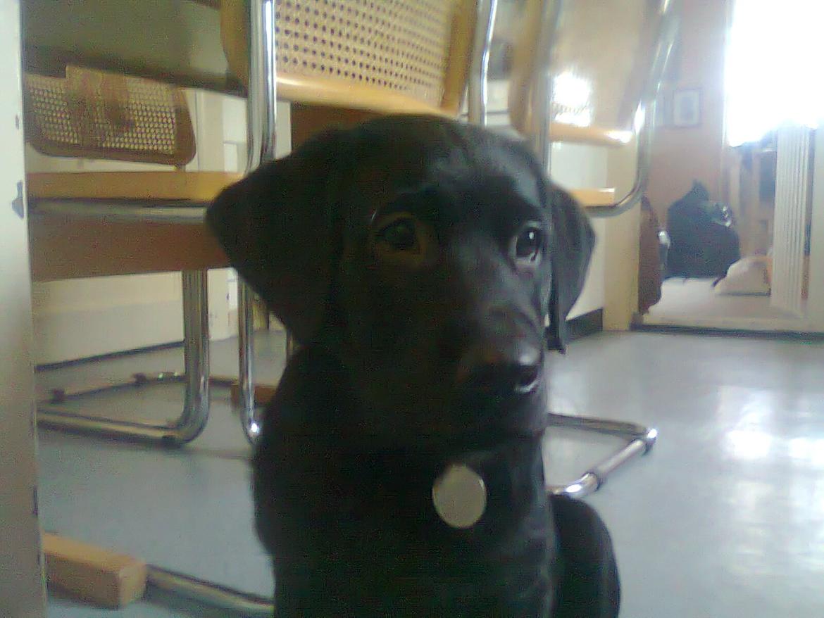 Blanding af racer Niño billede 9