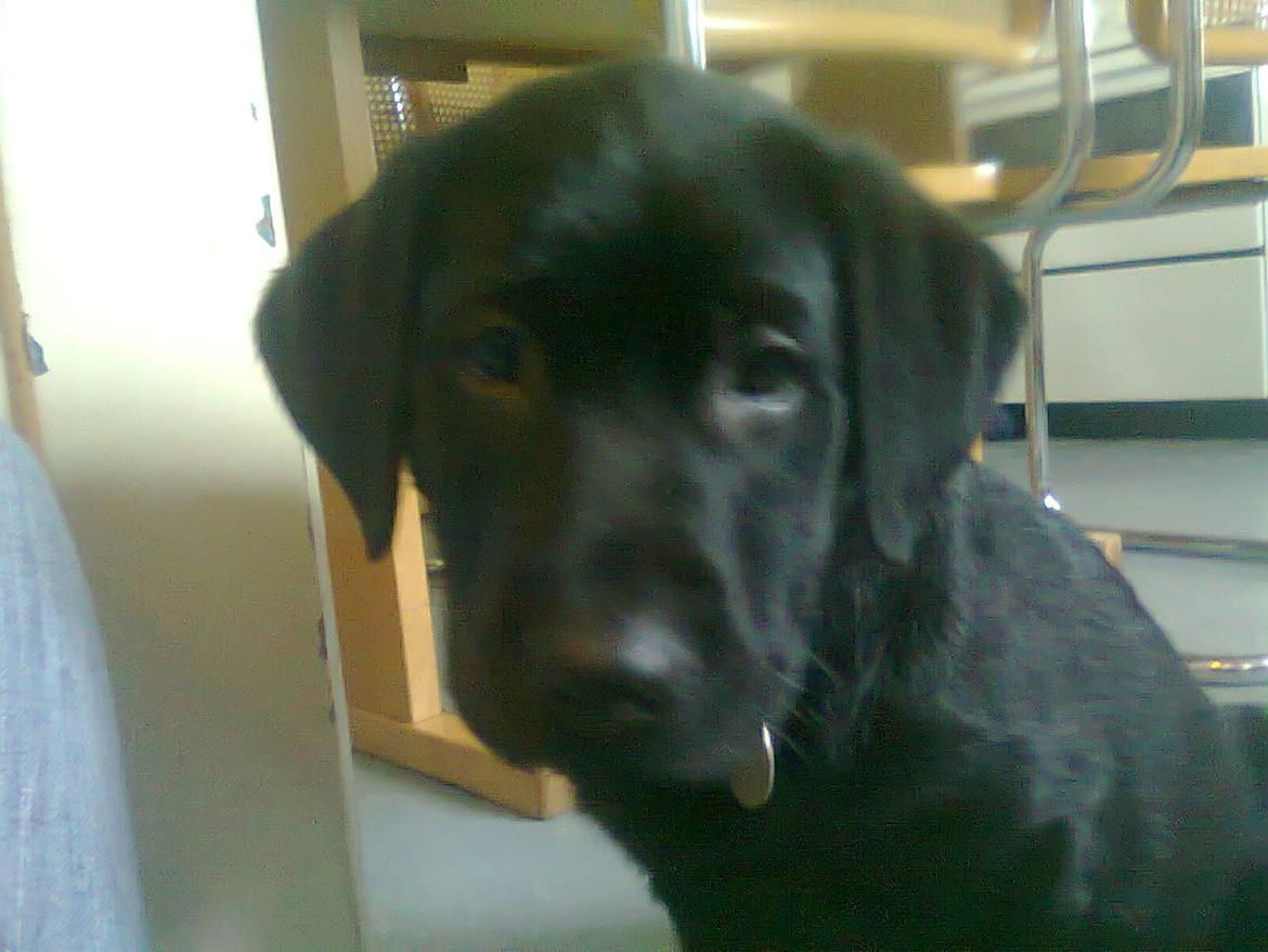 Blanding af racer Niño billede 7