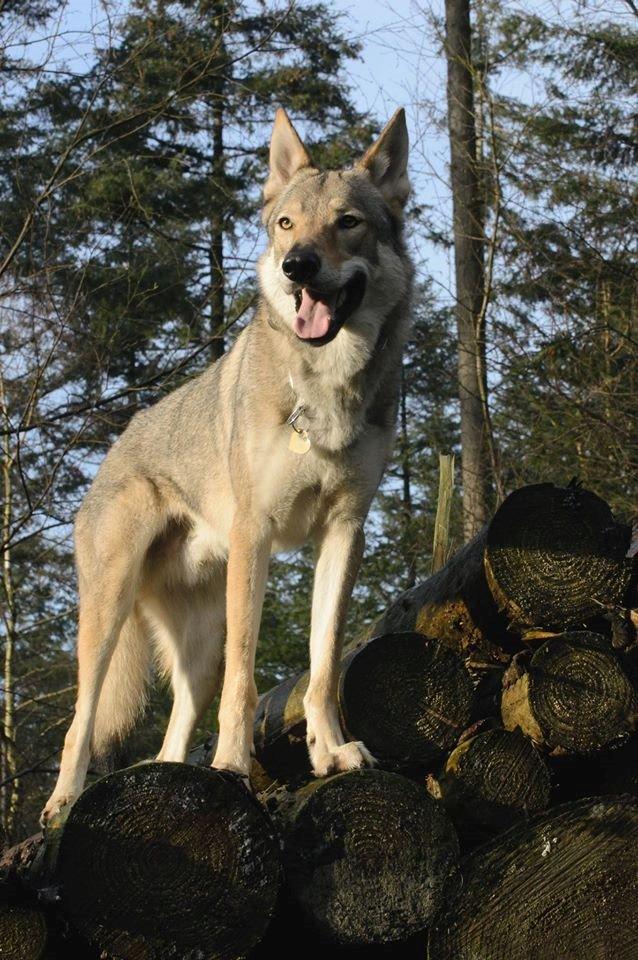 Tjekkoslovakisk ulvehund Bertrand's Gotto billede 18
