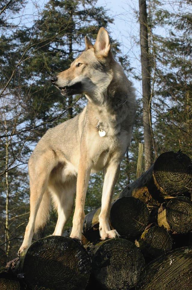 Tjekkoslovakisk ulvehund Bertrand's Gotto billede 1