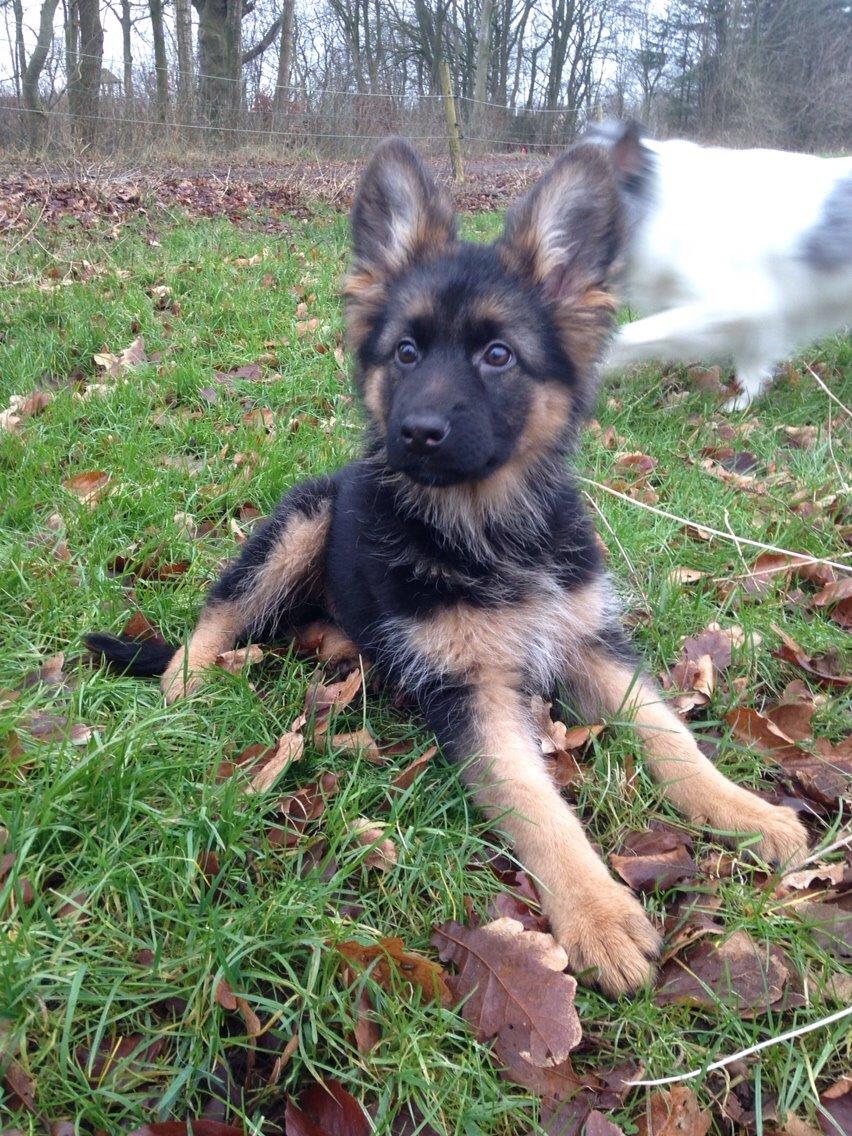 Schæferhund Nikita billede 28