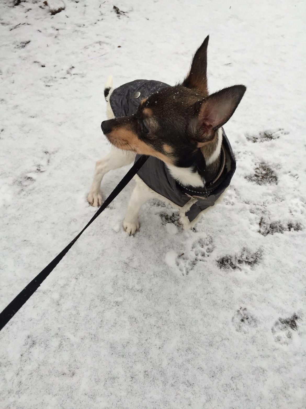 Blanding af racer Mille  billede 27