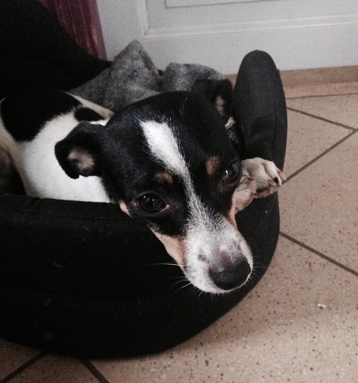 Dansk svensk gaardhund Bella billede 1