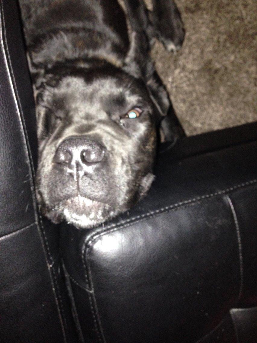 Cane corso Marco billede 16