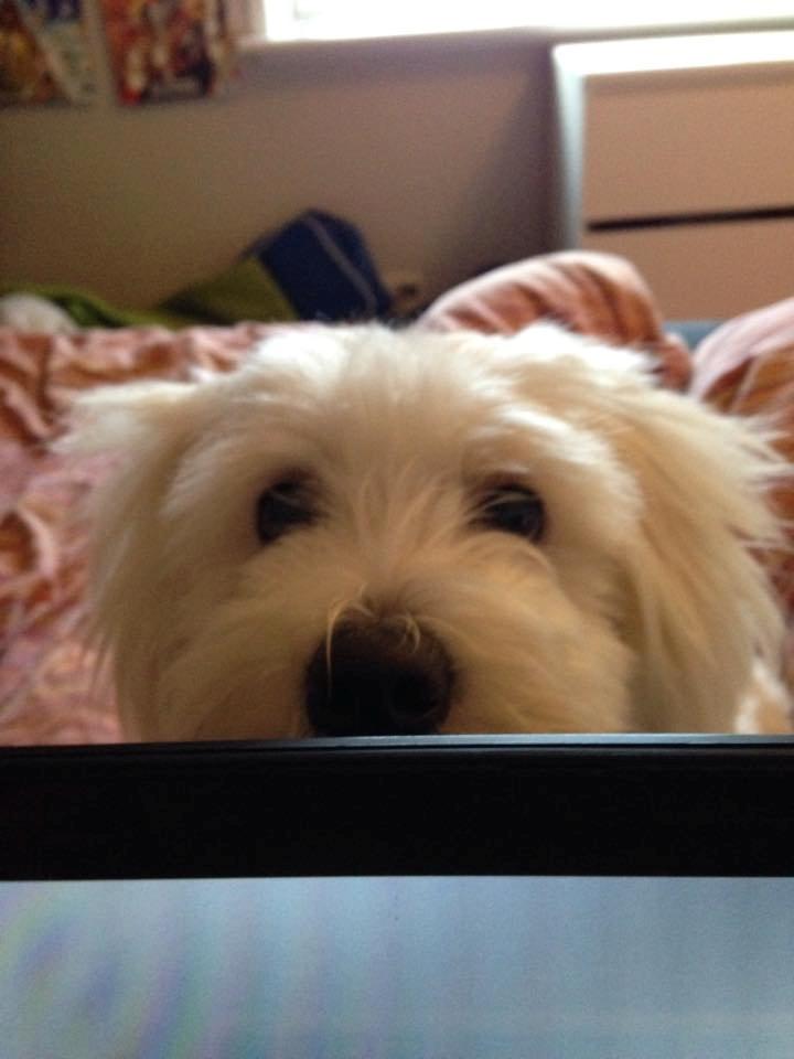 Coton de tulear Diva - tit tit bøøh - hun ville lige se hvad jeg lavede omme bag den store computerskærm.  billede 7