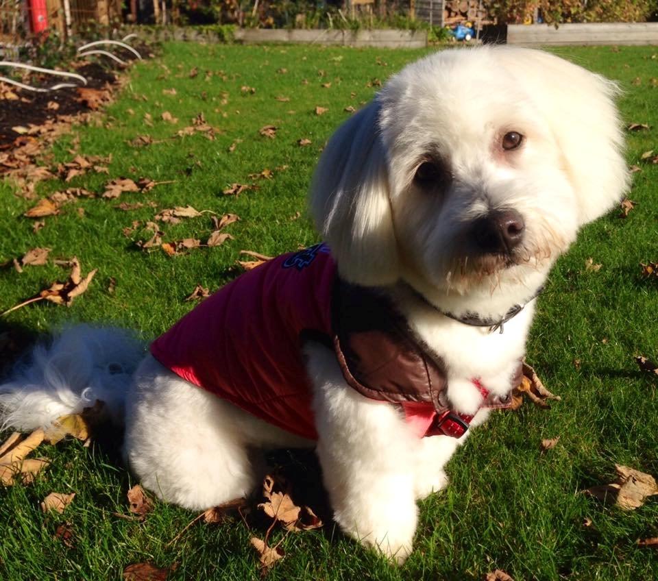 Coton de tulear Diva - Første klipning og ny jakke - wow wow! billede 10