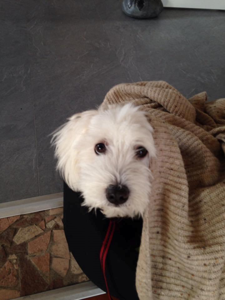 Coton de tulear Diva - Hun har rigtig puttet sig efter en god tur på "hendes" Long John! billede 4