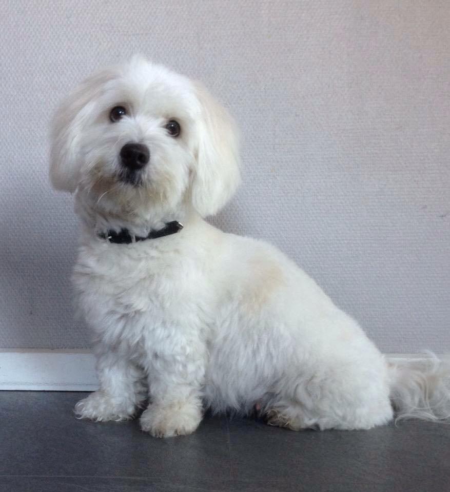 Coton de tulear Diva - 4 uger før termin. billede 1