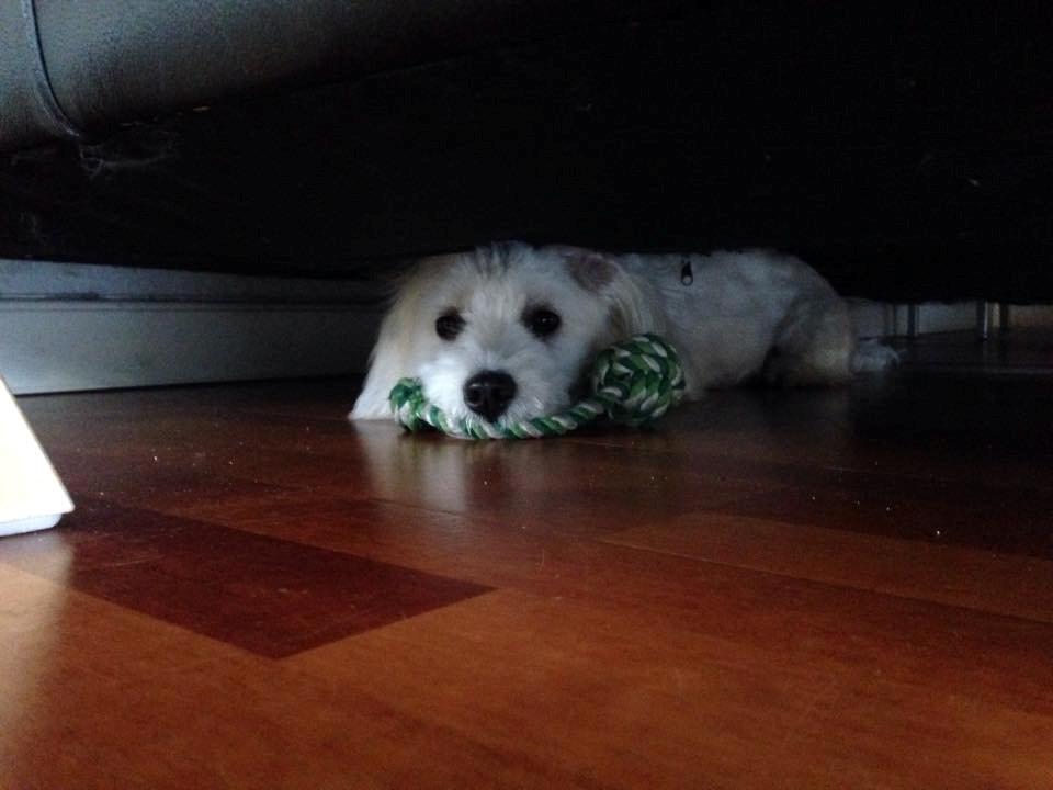 Coton de tulear Diva billede 9