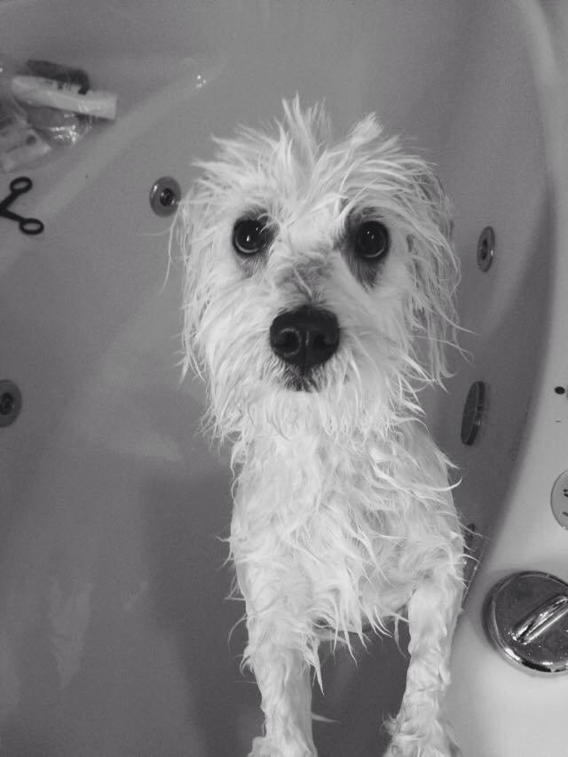 Coton de tulear Diva - Vores egen lille badenymfe! billede 3