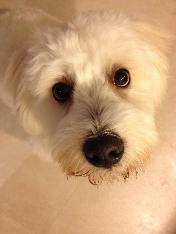 Coton de tulear Diva - Hvor er hun bare bedårende! billede 6