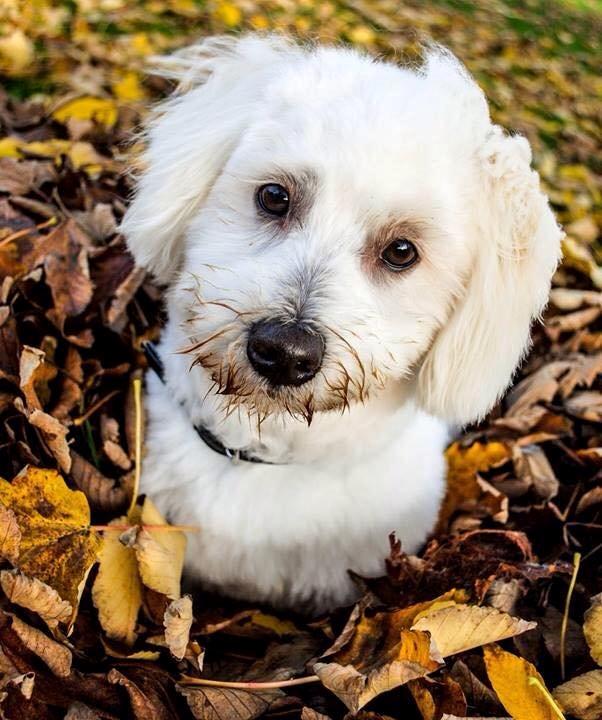 Coton de tulear Diva - Diva hygger sig vældigt i de smukke efterårsblade!  billede 5