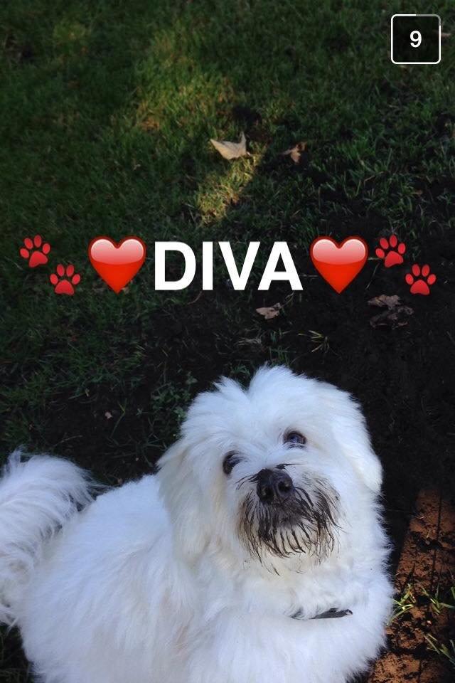 Coton de tulear Diva - Vores egen lille beskidte Diva. billede 2