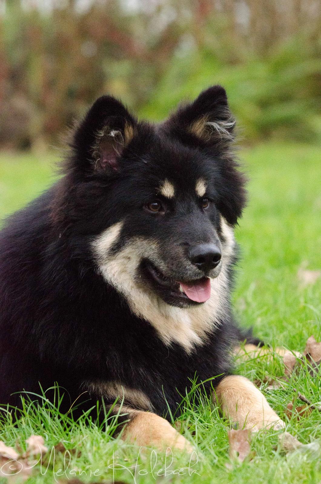 Finsk lapphund INTCH KBHV15 DKKV15 DKV16 Dreamlapin's Ainu billede 19