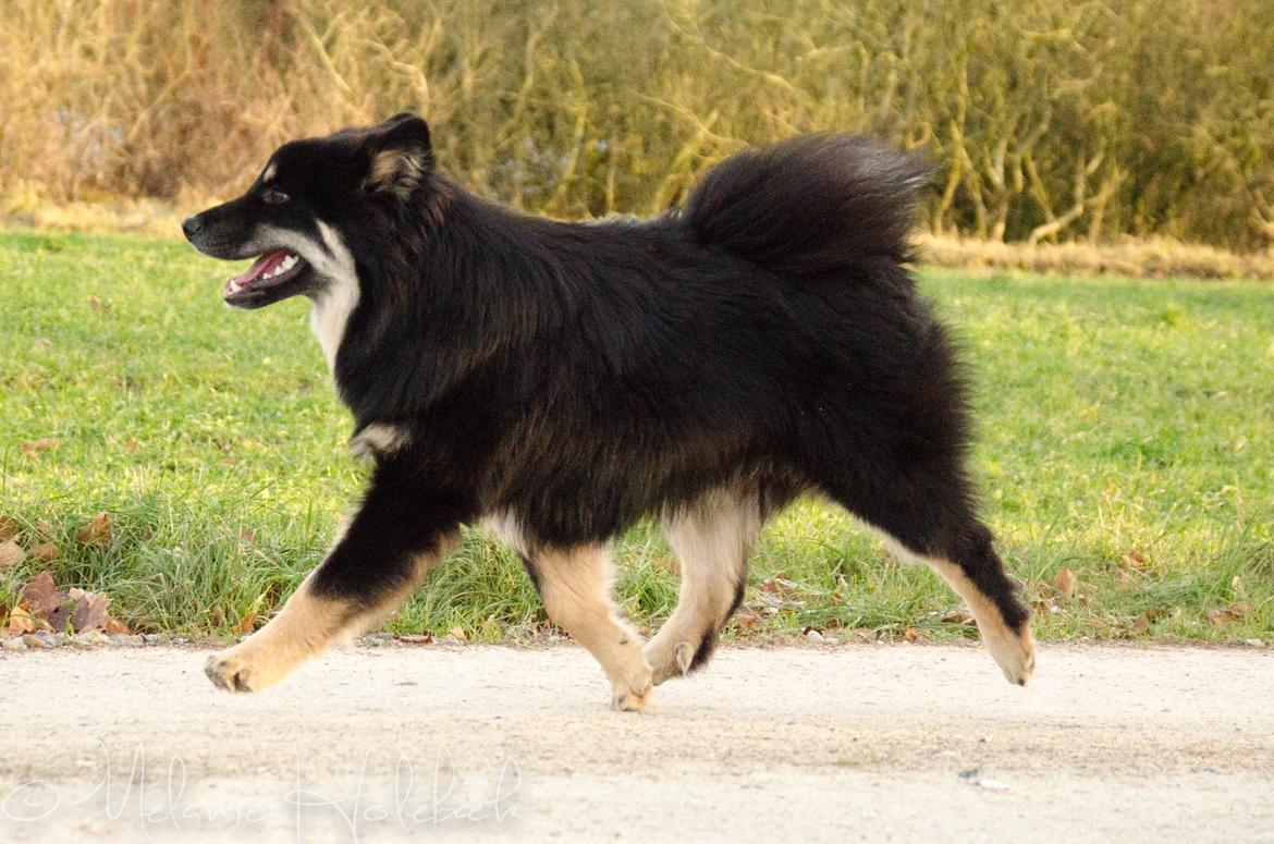 Finsk lapphund INTCH KBHV15 DKKV15 DKV16 Dreamlapin's Ainu billede 21