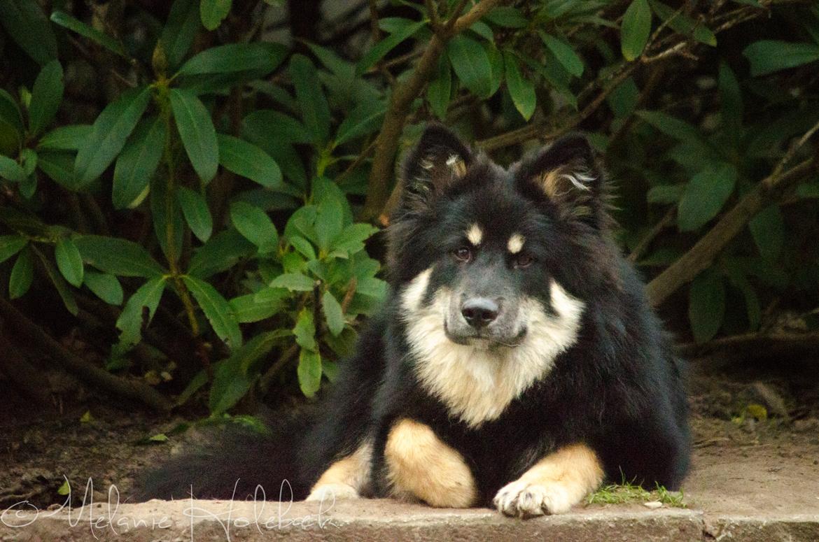 Finsk lapphund INTCH KBHV15 DKKV15 DKV16 Dreamlapin's Ainu billede 20