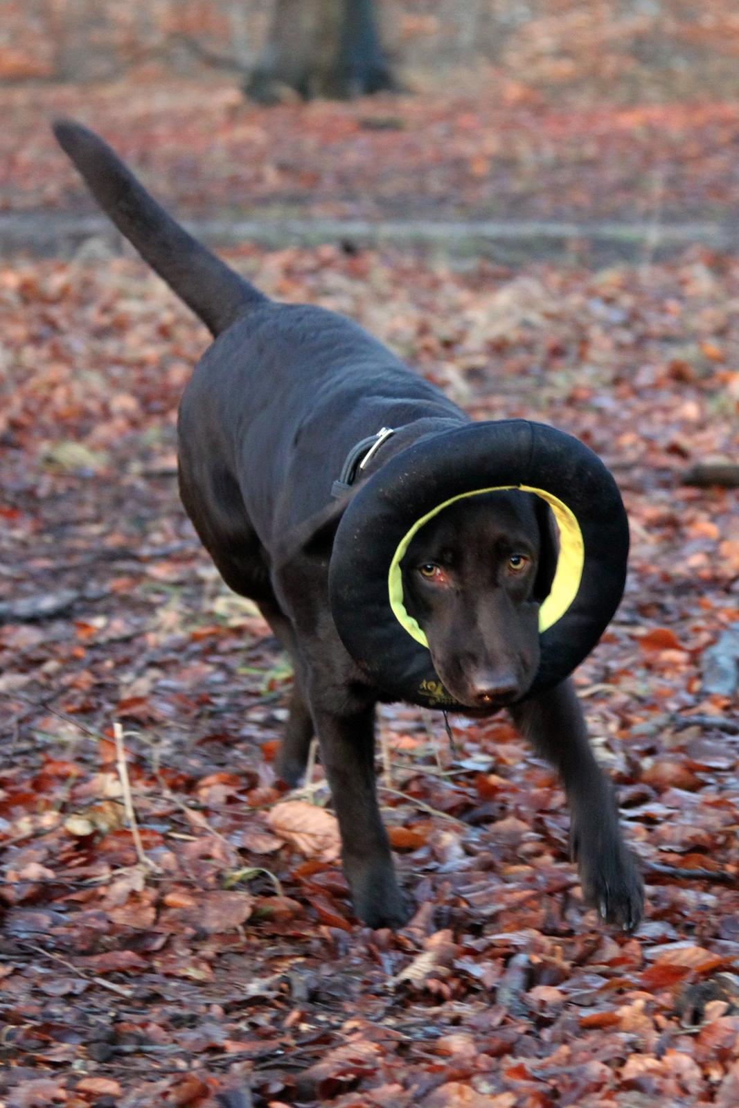 Labrador retriever Fella AKA Floppen - Ynglings-bidering <3 8 måneder 2015 billede 28