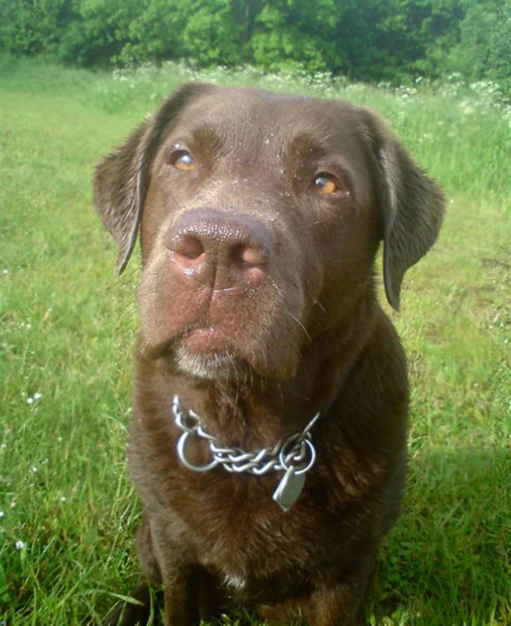 Labrador retriever Luna - Luna har været ude og svømme og på skovtur 8.6.10 billede 4