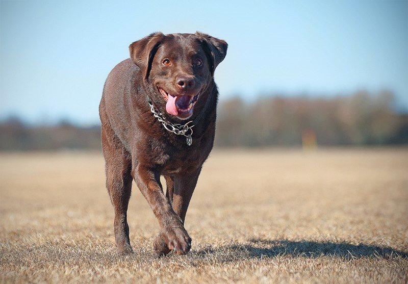 Labrador retriever Luna billede 25