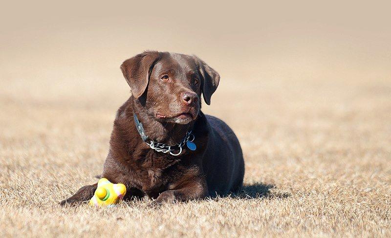 Labrador retriever Luna billede 26