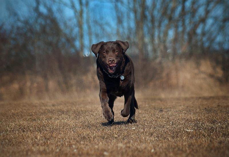 Labrador retriever Luna billede 22