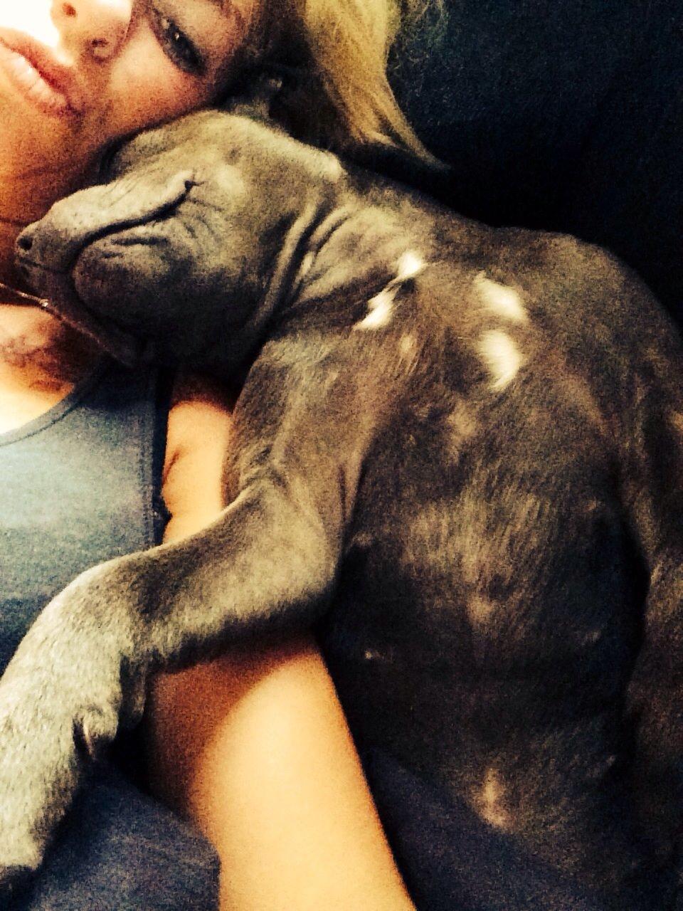 Staffordshire bull terrier Enchanting Ice Queen (Lucca) billede 18