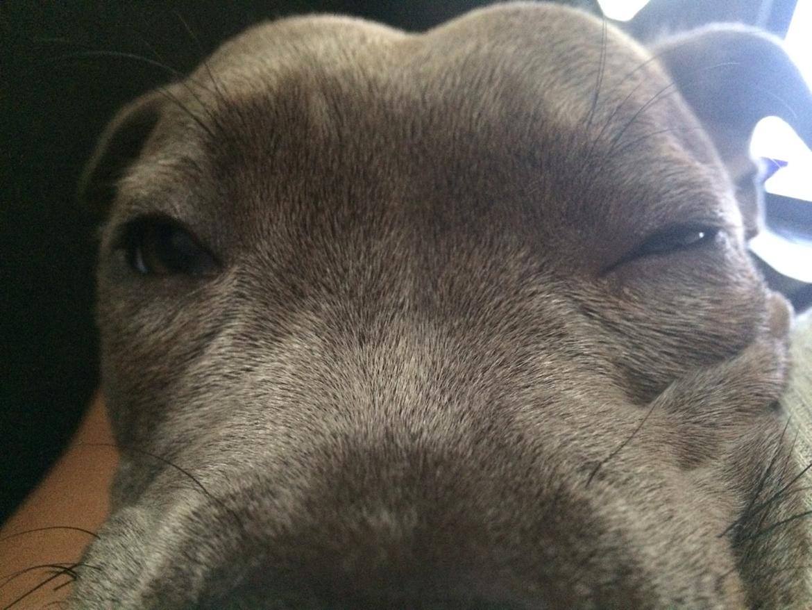 Staffordshire bull terrier Enchanting Ice Queen (Lucca) billede 20