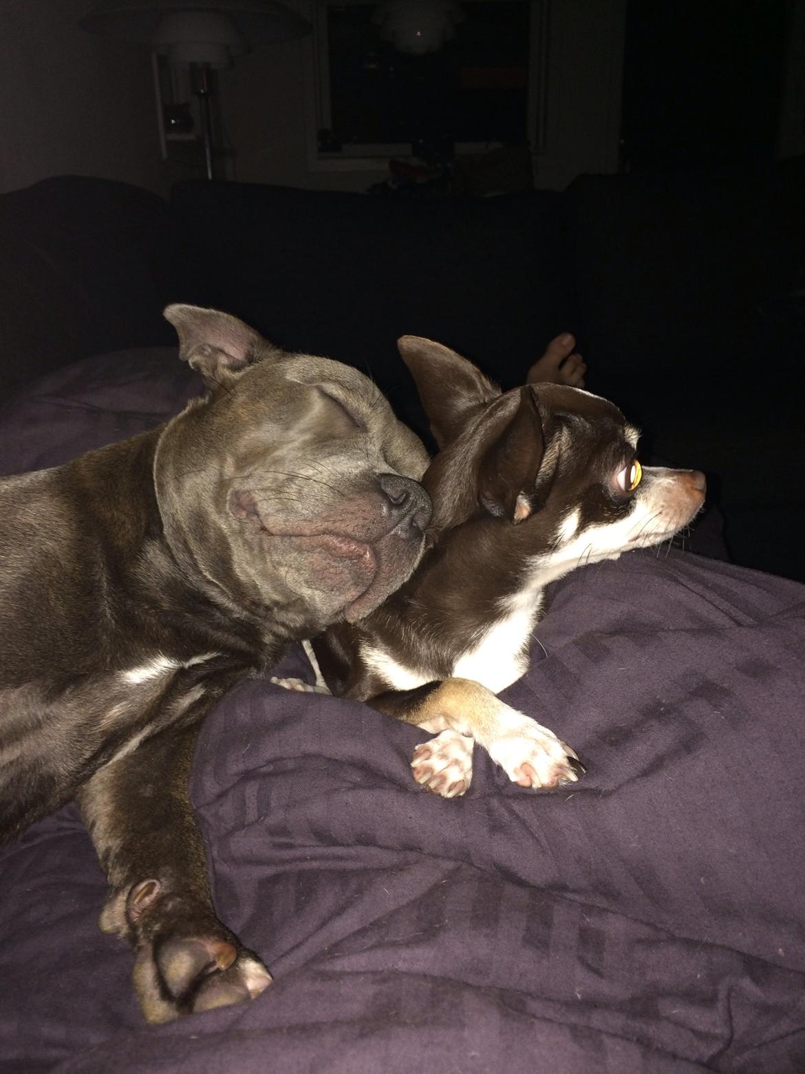 Staffordshire bull terrier Enchanting Ice Queen (Lucca) billede 21