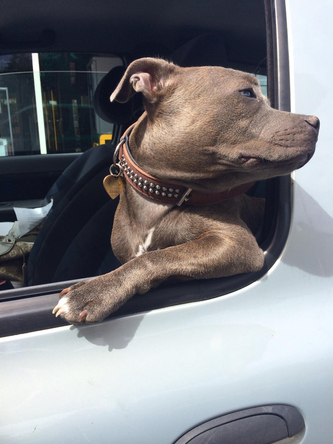 Staffordshire bull terrier Enchanting Ice Queen (Lucca) billede 22