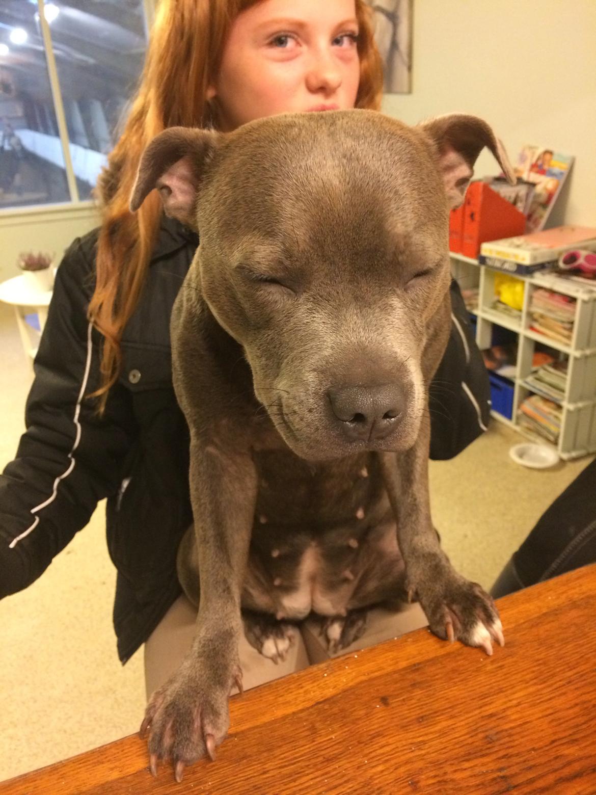 Staffordshire bull terrier Enchanting Ice Queen (Lucca) billede 23