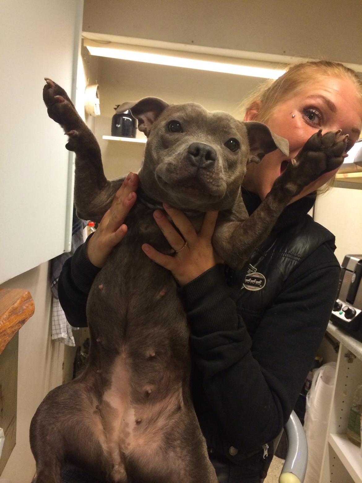 Staffordshire bull terrier Enchanting Ice Queen (Lucca) billede 24