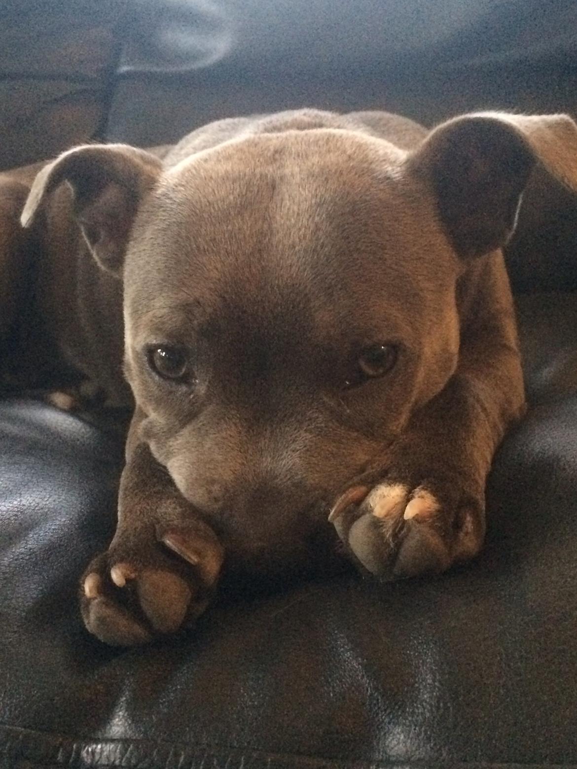 Staffordshire bull terrier Enchanting Ice Queen (Lucca) billede 25