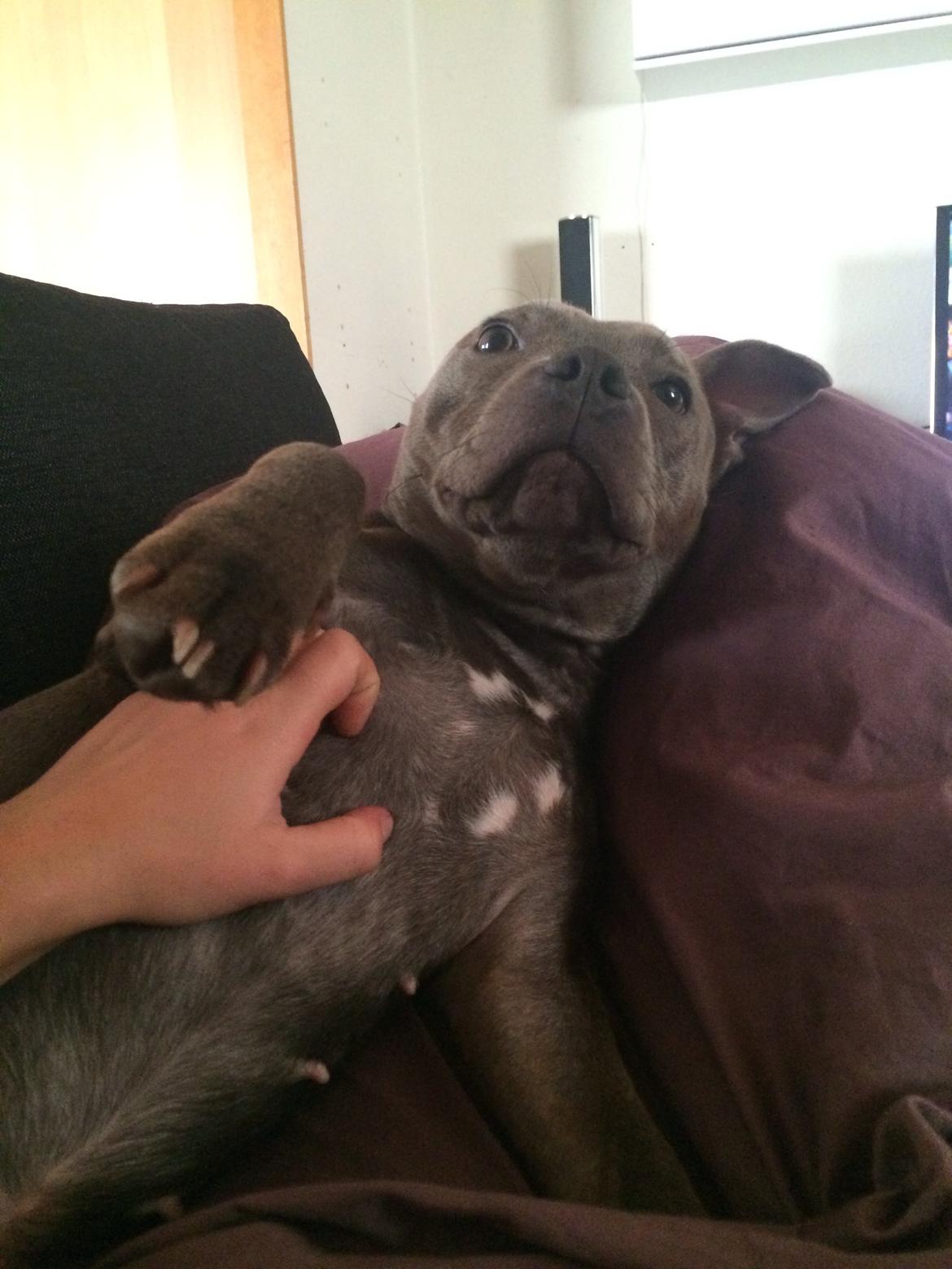 Staffordshire bull terrier Enchanting Ice Queen (Lucca) billede 27