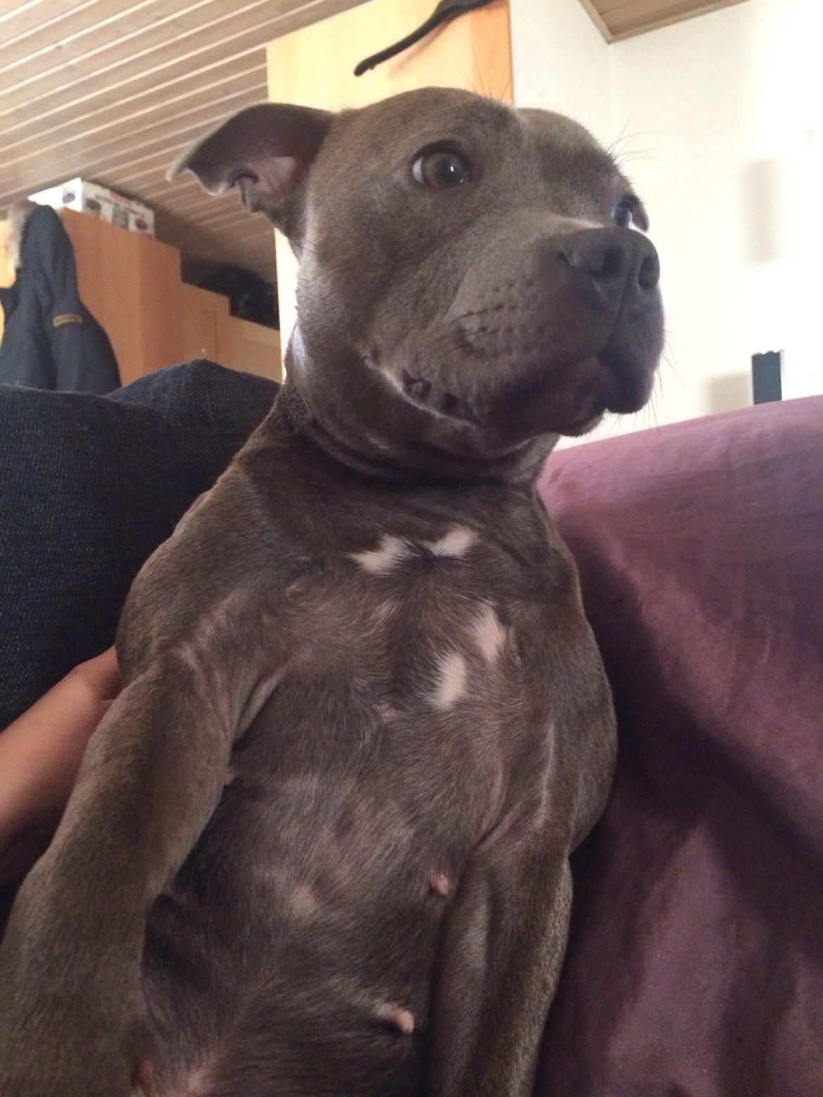 Staffordshire bull terrier Enchanting Ice Queen (Lucca) billede 28