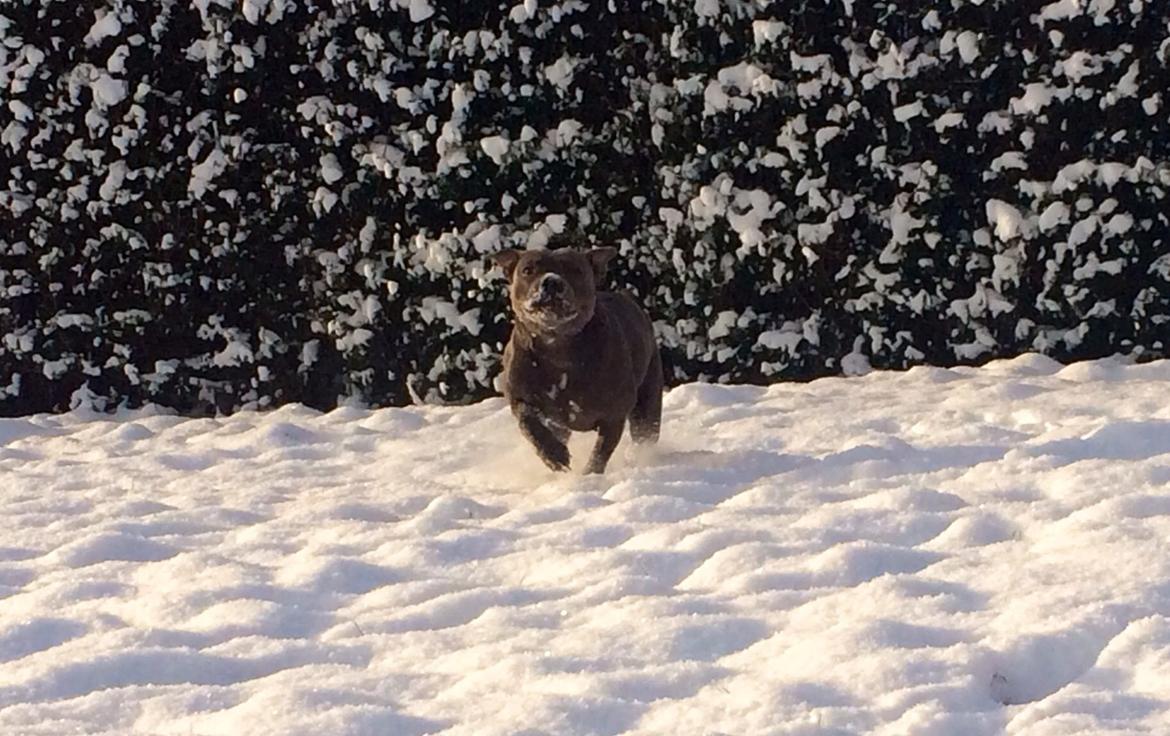 Staffordshire bull terrier Enchanting Ice Queen (Lucca) billede 29