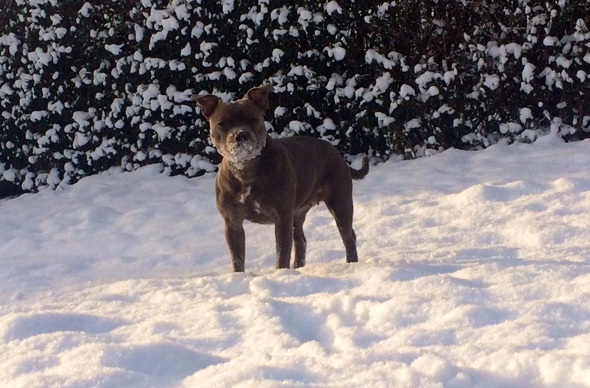 Staffordshire bull terrier Enchanting Ice Queen (Lucca) billede 30