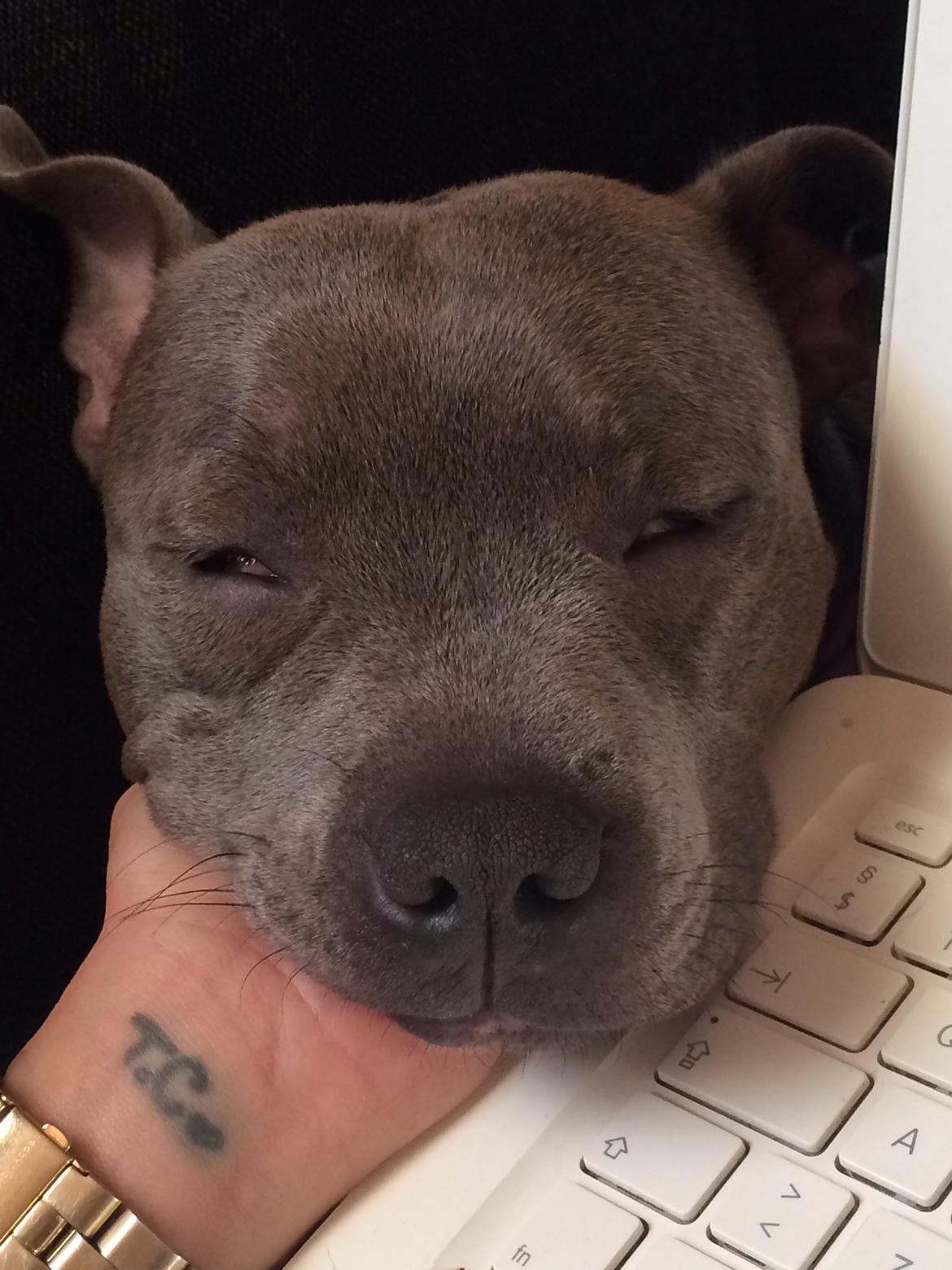 Staffordshire bull terrier Enchanting Ice Queen (Lucca) billede 31