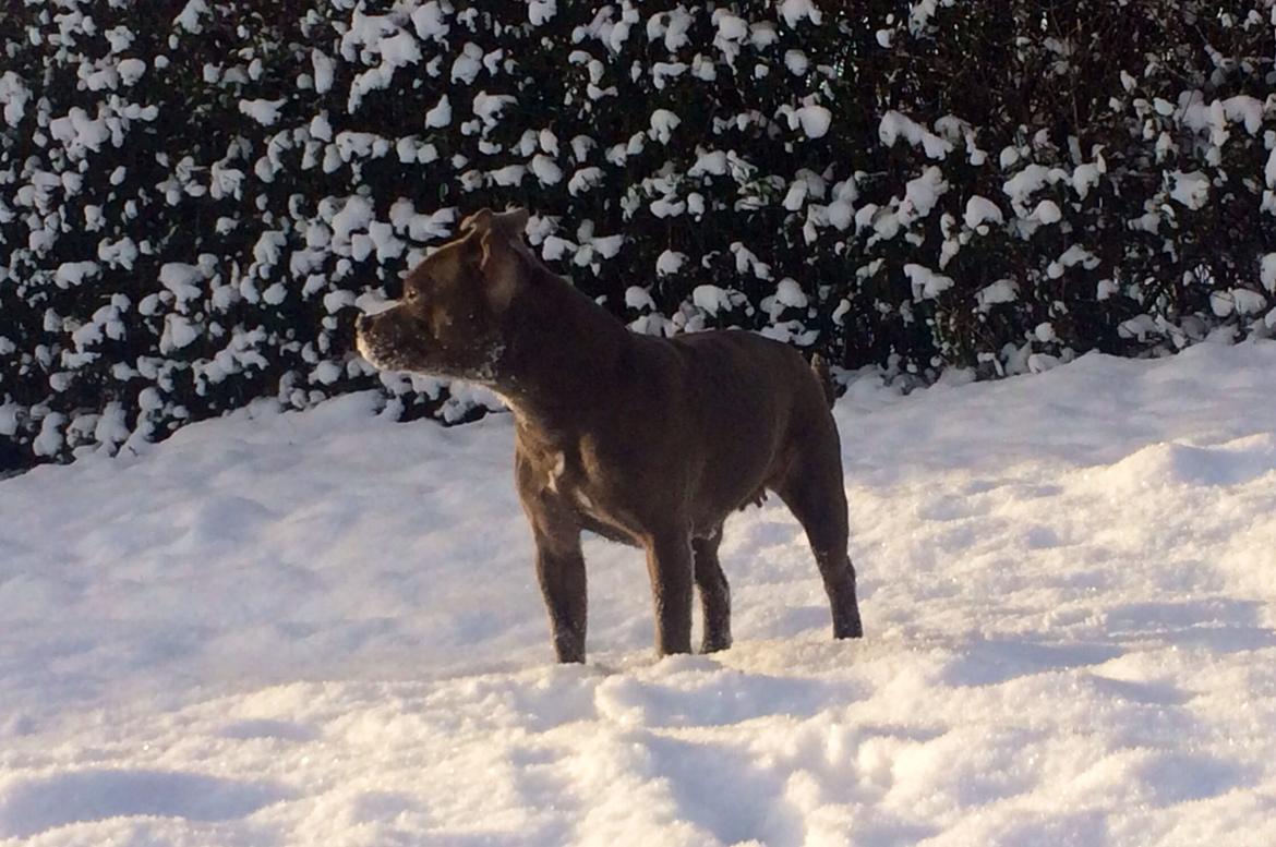 Staffordshire bull terrier Enchanting Ice Queen (Lucca) billede 32