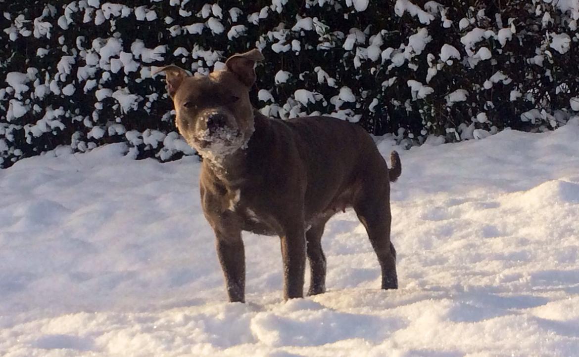 Staffordshire bull terrier Enchanting Ice Queen (Lucca) billede 33